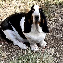 Ivy - Basset Hound