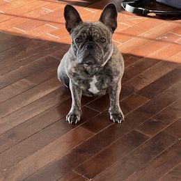 Sophie - French Bulldog