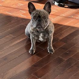 Sophie - French Bulldog