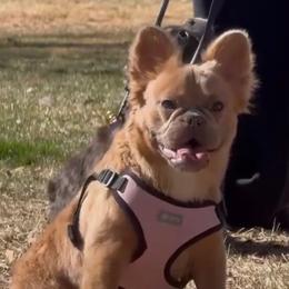 Layla - French Bulldog