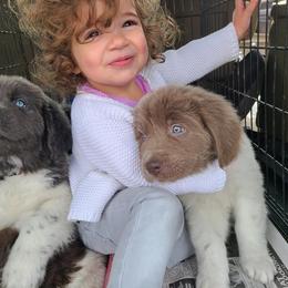 Newfoundland Puppies from Vermillion Newfoundlands