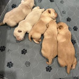 Ruffles - Wheaten female Scottish Terrier puppy in Crossville, Tennessee from Cavern Kennels