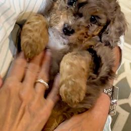 Aussiedoodle Puppies from Dogwood Family Doodles