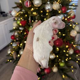Winter - Parti female Goldendoodle puppy in Brooksville, Florida from Abby’s Standard Goldendoodles