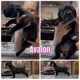 Light pink collar Avalon - Chestnut brindle female Cane Corso puppy in Scott County, Tennessee from Nuovo Inizi Kennels
