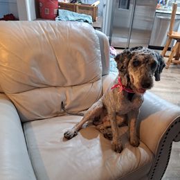 Lincoln - Bernedoodle