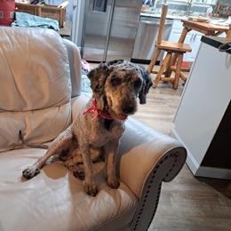 Lincoln - Bernedoodle