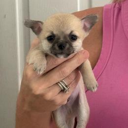 Dale - Fawn male Chihuahua puppy in Spring Hill, Florida from Stardom Chihuahuas & CKCS
