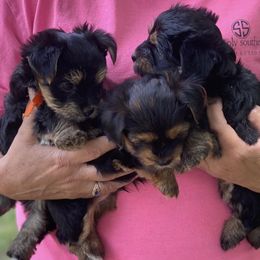 Yorkshire Terriers from Yorkie Love Forever
