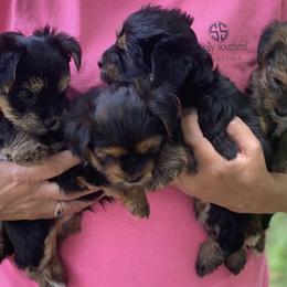 Yorkshire Terriers from Yorkie Love Forever