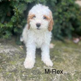 Rex - Blenheim male Cavapoo puppy in Strasburg, Pennsylvania from Still Water Puppies
