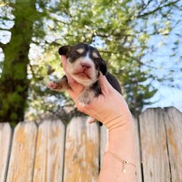 Cupcake - Chocolate and tan female Dachshund puppy in Wamego, Kansas from Doodles of Oz
