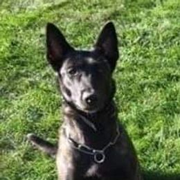 Anja - Dutch Shepherd