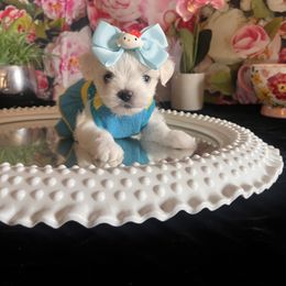 Assorted Doodle Crosses, Maltese, and Poodle Puppies from House of Poodles