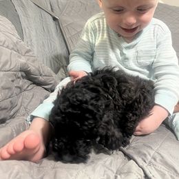 Poodle Puppies from Toy Poodle Kingdom