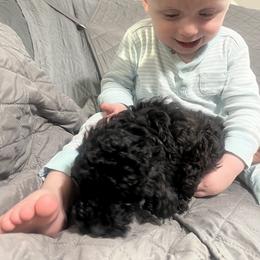 Poodle Puppies from Toy Poodle Kingdom