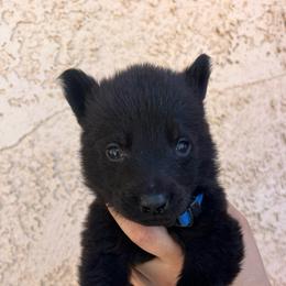 Blue Collar Male - Felix - Black male German Shepherd puppy in Adelanto, California from Würdighaus Kennels