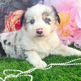 Paris - Blue merle female Miniature Australian Shepherd puppy in Chelsea, Oklahoma from Elite Puppies of Oklahoma, LLC