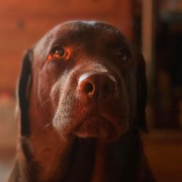 Spirit - Labrador Retriever