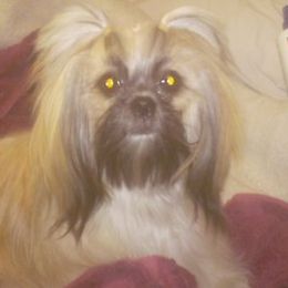 Shih Tzus from Darcy's Shih Tzu
