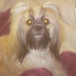 Shih Tzus from Darcy's Shih Tzu