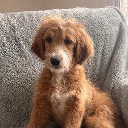 Girl 2 - female Goldendoodle puppy in Ball Ground, Georgia from Skye Blue Goldendoodles