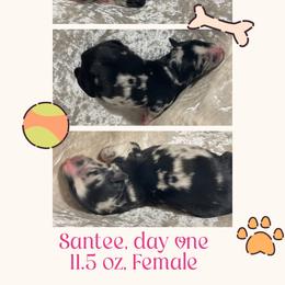 Santee - Blue merle female Australian Shepherd puppy in Pamplico, South Carolina from Greywood Farm Aussies