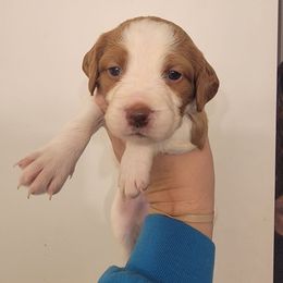 Male 2 - Orange and white male Brittany puppy in Rhoadesville, Virginia from HOMESCHOOLED BRITTANYS LLC