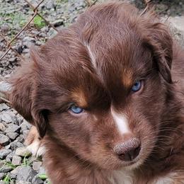 Dandy - Red tri-color female Australian Shepherd puppy in Cottage Grove, Oregon from Farmstead Aussies