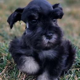 Hazel - Black and silver female Miniature Schnauzer puppy in Saratoga Springs, Utah from Happy Beard Schnauzers