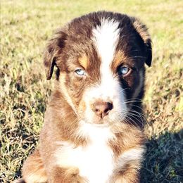 Ember - Red & white female Australian Shepherd puppy in Sioux Falls, Sd Area, South Dakota from Diamond Aussies N the Rough