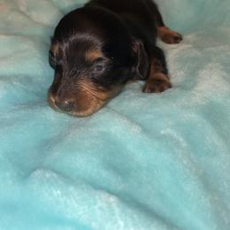 Ben - Black and tan male Dachshund puppy in Webbers Falls, Oklahoma from Dirty Creek Dachshunds and Corgis
