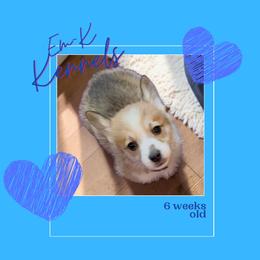 Gray Collar - Red male Pembroke Welsh Corgi puppy in Abingdon, Virginia from Em-K Kennels