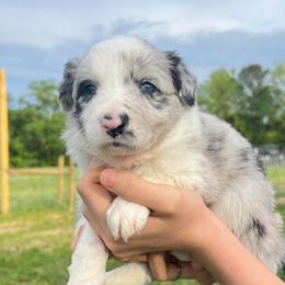 White collar - White and blue merle female Border Collie puppy in Graceville, Florida from Fire N Arrows Border Collies