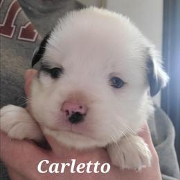 Carletto Beltramini - Blue merle male Toy Australian Shepherd puppy in Laconia, Indiana from Beasley Acres Aussies