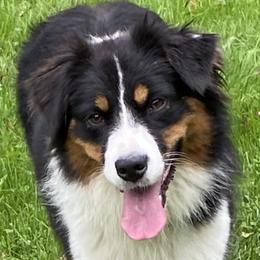 Drea - Australian Shepherd