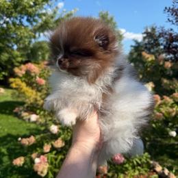 Tiny Boss - Chocolate parti male Pomeranian puppy in Waterloo, Indiana from Garcias Pomeranian