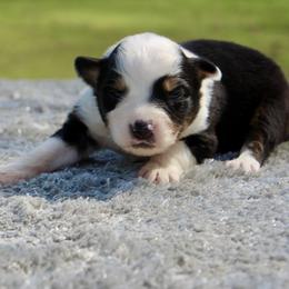 Mazie - Black tri female Miniature Australian Shepherd puppy in Bauxite, Arkansas from J and B Mini Aussies
