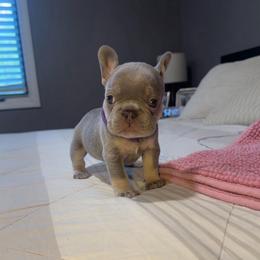 Purple - Blue female French Bulldog puppy in Bolingbrook, Illinois from Flores Frenchies