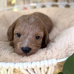 Strawberry - Apricot female Cavapoo puppy in Arlington, Texas from Van Haselen Poodles and Doodles
