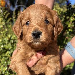 Red collar boy - Red  male Goldendoodle puppy in Fairfield, California from Twin Sisters Doodles