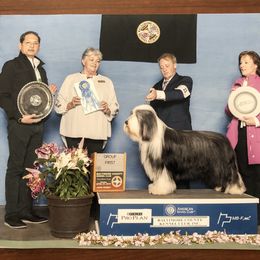 Bearded Collie All Grown Up from kristen webb