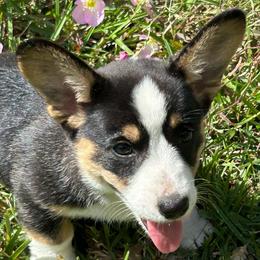 Little girl - Black and white female Cardigan Welsh Corgi puppy in Henderson, Texas from R&R Cardigan Corgis
