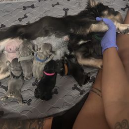 French Bulldog puppies from Kallie’s Kennel