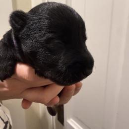 Monica - Black brindle female Scottish Terrier puppy in Oak Harbor, Washington from Nicole's Scottish Terriers