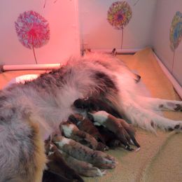 Collie Puppies from Nine Eves