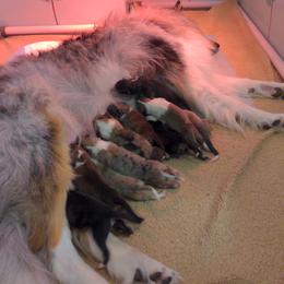 Collie Puppies from Nine Eves