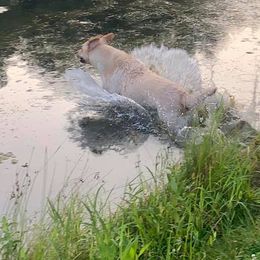Labrador Retriever All Grown Up from Homestead Retrievers