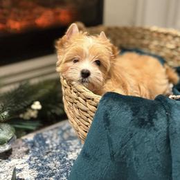Biewer Terrier and Russian Salon Dog Puppies from Petit Bijou