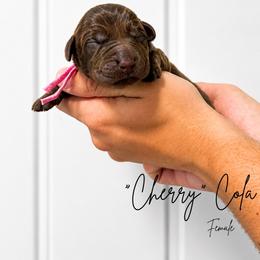 Cherry - Chocolate female Labrador Retriever puppy in Amery, Wisconsin from Cornerstone Retrievers